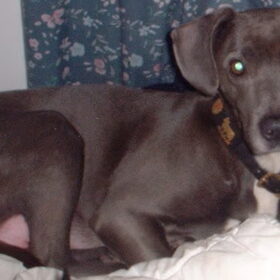 Moeder van Brownie: Kruising Duitse Dog x Jachthond weimaraner…