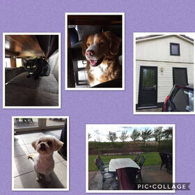 Hondenfoto van Sigrid, Sandy, Diva & Nala