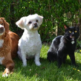 Hondenfoto van Sigrid, Sandy, Diva & Nala