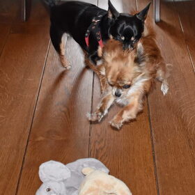 Balou heeft snode plannen.