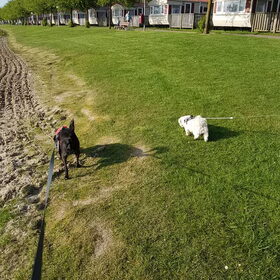 Hondenfoto van Lucia, Lizzy & Ziva