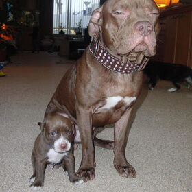 tyson met papa