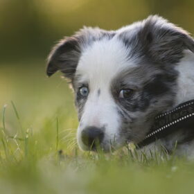 Hondenfoto van Angelique; Bruno, Charlie & Fenna  