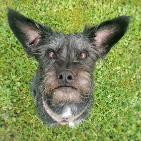 Hondenfoto van Ciska en Spanjaardje Moh (Bambi r.i.p.)