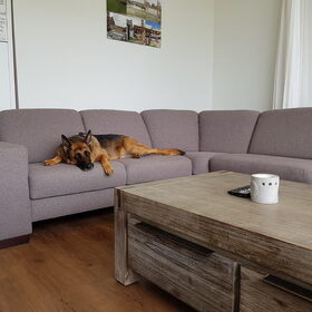 Hondenfoto van Indy haar bazin.