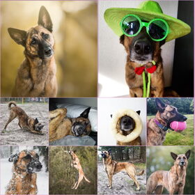 Hondenfoto van Dutchshepherdteam 