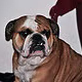 Hondenfoto van Angela
