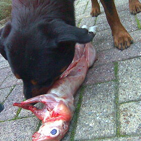 Dibbes aan het dineren (konijn)