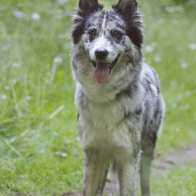 Hondenfoto van Angelique; Bruno, Charlie & Fenna  