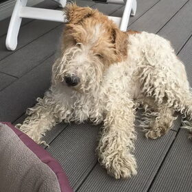 Hondenfoto van DELVA AN