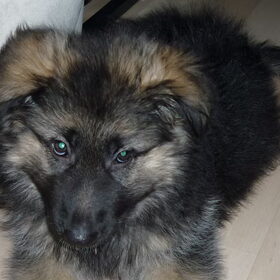 Hondenfoto van ~~Michelle&Mushu~~
