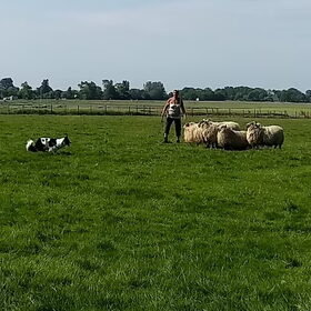 Hondenfoto van Angelique; Bruno, Charlie & Fenna  