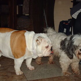 Dit is Madonna het engelse buldogje wat ik zondag in huis had…