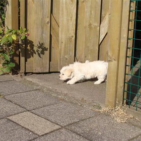 De eerste keer de tuin en en de grote wereld in, dat is pas eng.