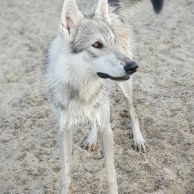 Hondenfoto van laura   Diva&Nova