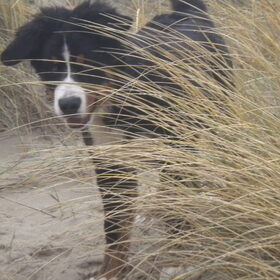 Verstoppertje spelen in de duinen ... Laat ze maar lekker zoeken…