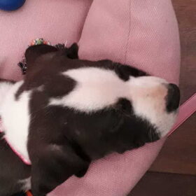 Hondenfoto van Buffy & Bailey