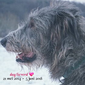 Hondenfoto van Jeanine :)