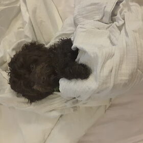 Chewy na het wassen, in gebakerd en fijn dat hij dat vind!