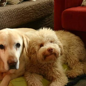 Gorky samen met grote vriend zeno van mn zus, nu samen in de…