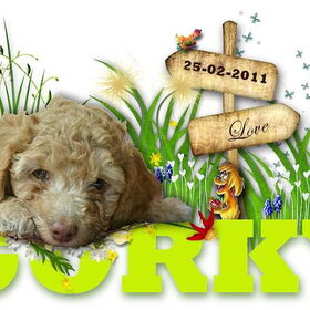Geboortekaartje van gorky