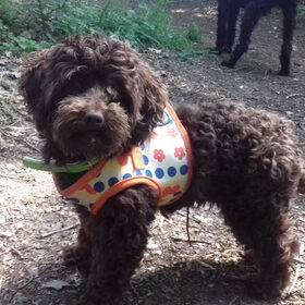 Chewy met zijn super lieve puppia tuig