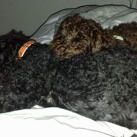 Zo gek zijn ze op mekaar, na 3 dagen sliep chewy al op yoshi (en…