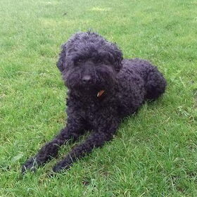 Onze mooie, lieve yoshi