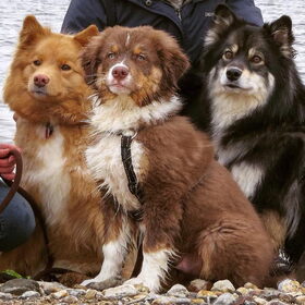 Hondenfoto van Marijke - Aila, Dinja & Evi