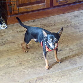 Balou vind de laminaatvloer maar glad.