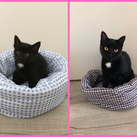 Hondenfoto van Sigrid, Sandy, Diva & Nala