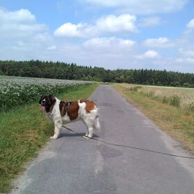 Hondenfoto van Coby & Wanda en Mathilde
