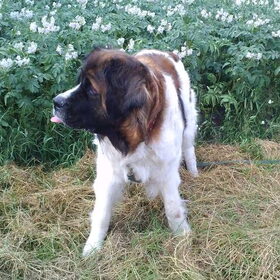 Hondenfoto van Coby & Wanda en Mathilde