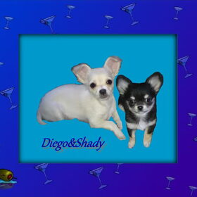 Diego&Shady 10-02-2010