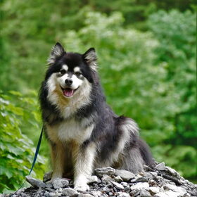 Hondenfoto van Joyce -Rover & Saga