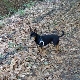 Balou in het bos.
