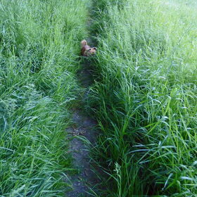 Lotus is bijna niet te vinden tussen het hoge gras.