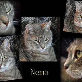Nemo.
