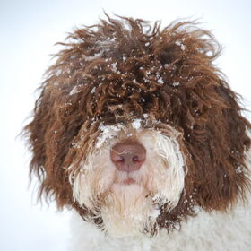 Babs ( Gonnagitcha`s Azella ), Geniet van de sneeuw