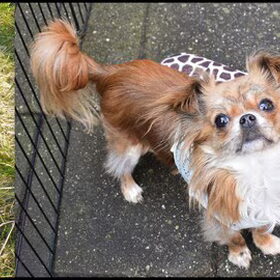 Gedichtje over de chihuahua.