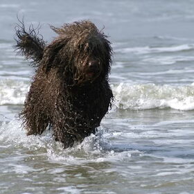 Zie je wel ,water is mij lust Gonnagitcha`s Txomin