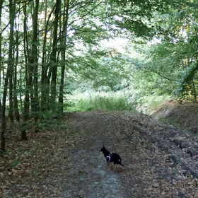 Balou tijdens een wandeling in het bos.