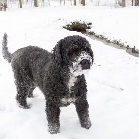 Noa , ziet de sneeuw ook zitten ,