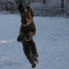 Van uit Ermelo , maakt Baloe een sprong , tjonge wat die sneeuw…