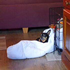 Balou zoals iedere morgen slapen buiten de bench op het dekbed…