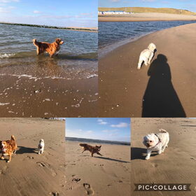 Hondenfoto van Sigrid, Sandy, Diva & Nala