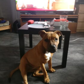Hondenfoto van Thijs