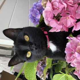 Hondenfoto van Sigrid, Sandy, Diva & Nala