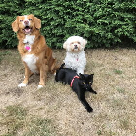 Hondenfoto van Sigrid, Sandy, Diva & Nala