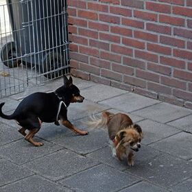 De honden zijn helemaal blij dat ze weer achter het huis kunnen.